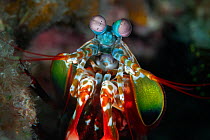 RF - Peacock mantis shrimp (Odontodactylus scyllarus) Xiaoliuqiu Island, Taiwan