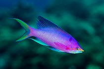 Purple queen anthias (Pseudanthias tuka) male, Green Island, a small volcanic island in the Pacific Ocean , Taiwan