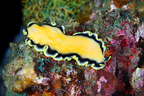 Yellow flatworm (Tubellaria sp,) Green Island, a small volcanic island in the Pacific Ocean , Taiwan