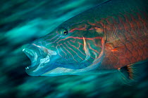 Ringtail wrasse (Oxycheilinus unifasciatus) Green Island, a small volcanic island in the Pacific Ocean, Taiwan