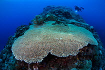 Huge table coral (Acropora) Green Island, a small volcanic island in the Pacific Ocean, Taiwan