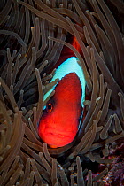 Tomato clownfish (Amphiprion frenatus) in sea anemone, Green Island, a small volcanic island in the Pacific Ocean, Taiwan