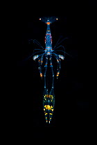 Larval cleaner shrimp, Green Island, a small volcanic island in the Pacific Ocean , Taiwan