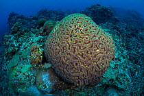 Brain coral, Green Island, a small volcanic island in the Pacific Ocean, Taiwan