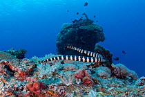 Ijima&#39;s Turtle-headed Sea Snake (Emydocehalus ijimae) Green Island, a small volcanic island in the Pacific Ocean , Taiwan