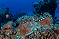 Ijima&#39;s Turtle-headed sea snake (Emydocehalus ijimae) Green Island, a small volcanic island in the Pacific Ocean, Taiwan