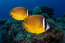 Oriental butterflyfish (Chaetodon auripes) Green Island, a small volcanic island in the Pacific Ocean, Taiwan