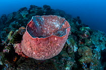 Giant barrel sponge (Xestospongia testudinaria) Xiaoliuqiu Island, Taiwan