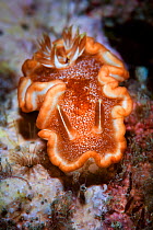 Caramel nudibranch (Glossodoris rufomarginata) . Xiaoliuqiu Island, Taiwan
