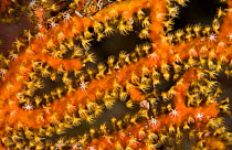 Polyps feeding, Gorgonian sea fan (Gorgoniidae) Xiaoliuqiu Island, Taiwan