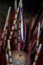 White stripe urchin shrimp (Stegopontonia commensalis) among the spines of its host sea urchin. Commensal shrimp. Xiaoliuqiu Island, Taiwan