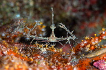 Spider crab (Majidae sp) Xiaoliuqiu Island, Taiwan