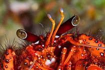 Red hermit crab (Dardanus megistos) Xiaoliuqiu Island, Taiwan