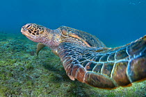 Green turtle, Chelonia mydas, also known as green sea turtle, is a large sea turtle of the family Cheloniidae. Green turtles are listed as endangered by the IUCN and CITES and is protected from exploi...