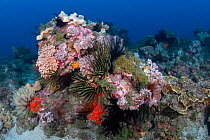 Pinnacle of coral and filter feedres, Xiaoliuqiu Island, Taiwan