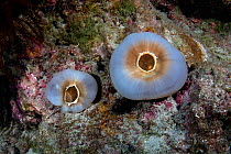 Retracted elephant ear anemone (Amplexidiscus fenestrafer) Xiaoliuqiu Island, Taiwan
