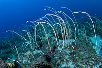 Sea whip coral (Xiaoliuqiu Island) Taiwan