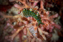 Socoglossan sea slug (Thuridilla gracilis) Xiaoliuqiu Island, Taiwan