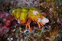 Hermit crab (Calcinus gaimardii) Xiaoliuqiu Island, Taiwan