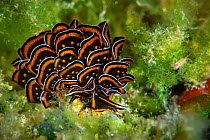 Sacoglossan sea slug (Cyerce nigricans) Xiaoliuqiu Island, Taiwan
