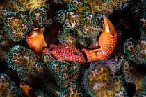 Coral crab (Trapezia rufopunctata) hiding in the hard coral, Xiaoliuqiu Island, Taiwan