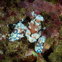 Harlequin shrimp (Hymenocera picta) Xiaoliuqiu Island, Taiwan
