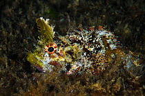 Mozambique scorpionfish (Parascorpaena mossambica) with distinctive horns. Xiaoliuqiu Island, Taiwan