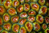 Hard coral polyps, or stony coral polyps (Scleractinia) Xiaoliuqiu Island, Taiwan