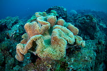 Leather coral (Alcyoniidae sp) Xiaoliuqiu Island, Taiwan