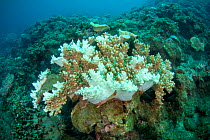 Coral, Xiaoliuqiu Island, Taiwan