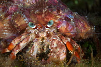 Anemone hermit crab (Dardanus pedunculatus) Xiaoliuqiu Island, Taiwan