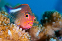 Arc-eye hawkfish (Paracirrhites arcatus) often found perched on corals like Acropora, Stylophora, and Pocillopora, Xiaoliuqiu Island, Taiwan