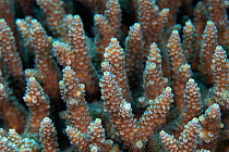 Staghorn (Acropora) coral. Kenting National Park, Hengchun Peninsula, Taiwan