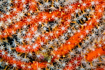 Gorgonia coral polyps, Kenting National Park, Hengchun Peninsula, Taiwan