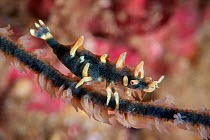 Dragon shrimp (Miropandalus hardingi) Kenting National Park, Hengchun Peninsula, Taiwan