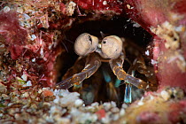 Mantis shrimp (Stomatopoda) in its den, Kenting National Park, Hengchun Peninsula, Taiwan