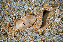 Stingray eye in the sand, close up, Kenting National Park, Hengchun Peninsula, Taiwan