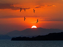 RF - Frigate birds (Fregata) and sunset over pacific ocean at Golfo de Nicoya, Costa Rica.