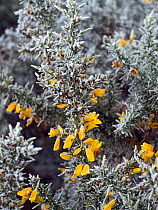 RF - Gorse (Ulex europaeus) in flower in mid winter covered in frost and snow