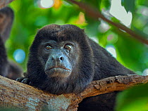 RF - Howler monkey (Alouatta caraya) portrait, Costa Rica.