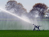 RF - Irrigating Wheat field, Norfolk, England, UK. May.
