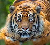 RF - Sumatran tiger (Panthera tigris sondaica) portait, captive.