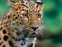 RF - Amur leopard (Panthera pardus orientalis) portrait, captive.