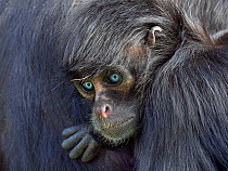 RF - Young Black headed spider monkey (Ateles fusciceps) with blue eyes, captive.