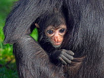 RF - Black headed spider monkey (Ateles fusciceps) with baby age four months, captive.