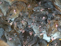 RF - Brown rats (Rattus norvegicus) large group in farm barn.