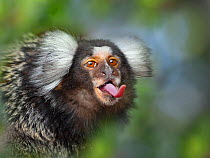 RF - Common marmoset (Callithrix jacchus) sticking out tongue, Captive, with digitally added leaf pattern