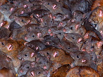 Mass of Brown rats (Rattus norvegicus) in farm barn, UK