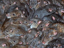 Mass of Brown rats (Rattus norvegicus) in farm barn