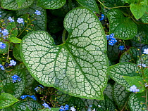Brunnera macrophylla &#39;Jack Frost&#39;, cultivated plant.